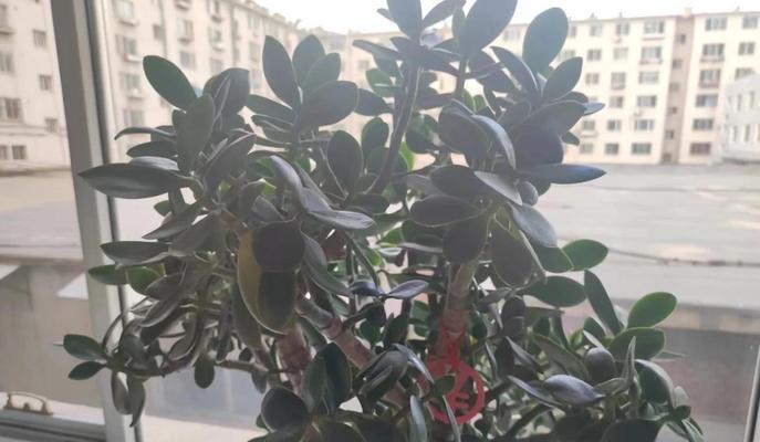 长绿盆栽木本植物的养护要点是什么？