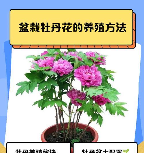 长绿盆栽木本植物的养护要点是什么？