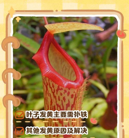 施肥后叶子发黄怎么办？