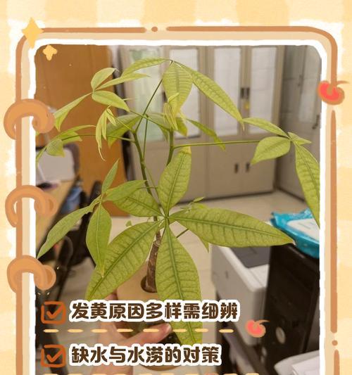 施肥后叶子发黄怎么办？