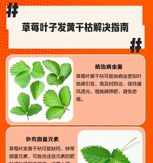 施肥后叶子发黄怎么办？