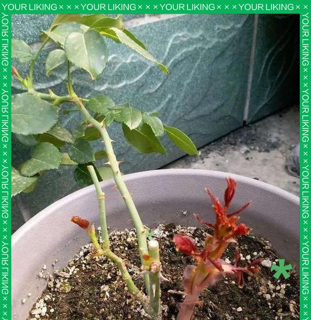 月季水培快速生长秘诀？如何在水中养活月季？