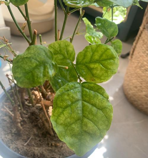 木槿换盆后叶子软黄如何处理？