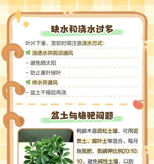 木槿换盆后叶子软黄如何处理？