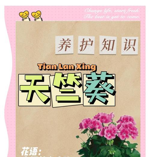 天竺葵的正确养护方法是什么？