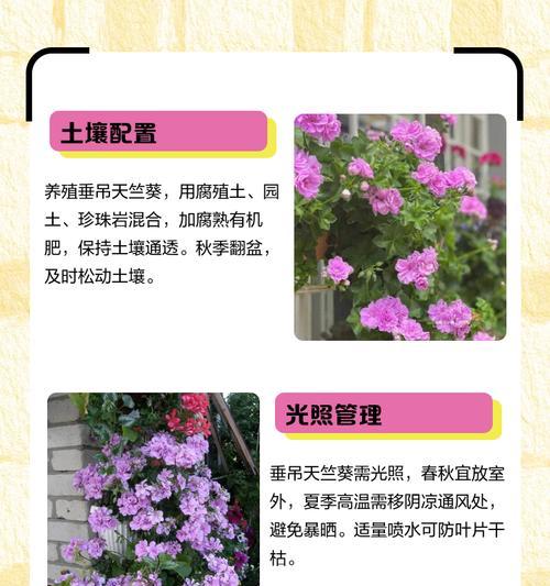 天竺葵的正确养护方法是什么？