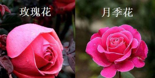 月季手环编织技巧有哪些？如何制作漂亮的月季手环？
