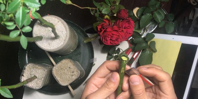 月季手环编织技巧有哪些？如何制作漂亮的月季手环？