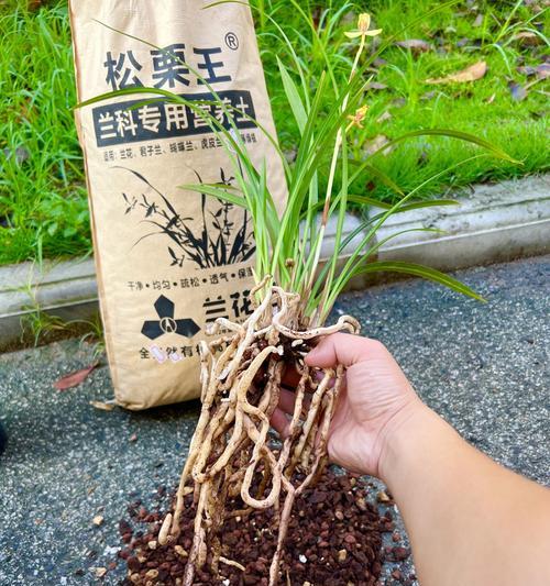 兰花移植栽培需要注意哪些技术要点？