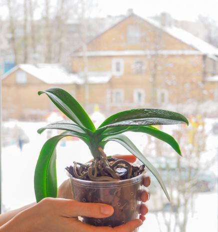 兰花移植栽培需要注意哪些技术要点？