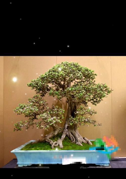 金弹子盆景造型技巧？怎样打造完美金弹子小盆景？