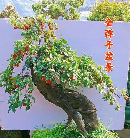 金弹子盆景造型技巧？怎样打造完美金弹子小盆景？