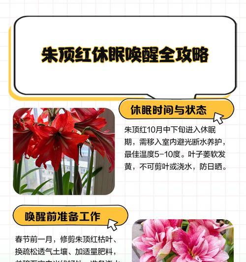 朱顶红僵苗的原因是什么？如何预防和解决僵苗问题？