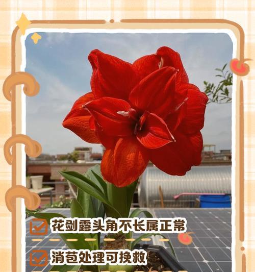 朱顶红僵苗的原因是什么？如何预防和解决僵苗问题？