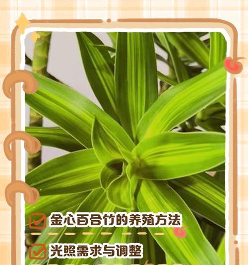 百合竹叶子防黄的技巧有哪些？