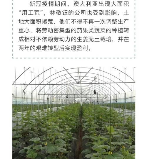 大姜无土栽培技术要点是什么？如何进行大姜的无土栽培？