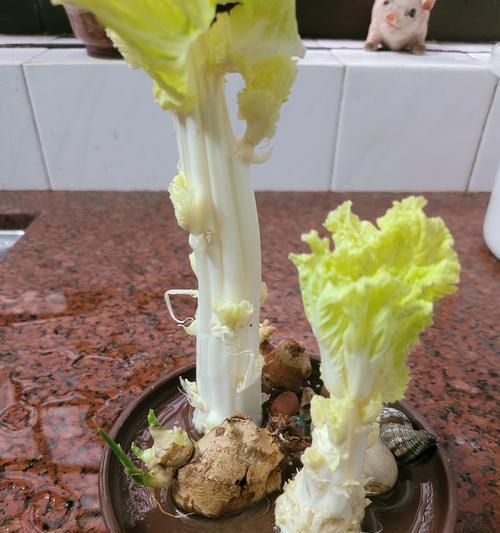 大姜无土栽培技术要点是什么？如何进行大姜的无土栽培？