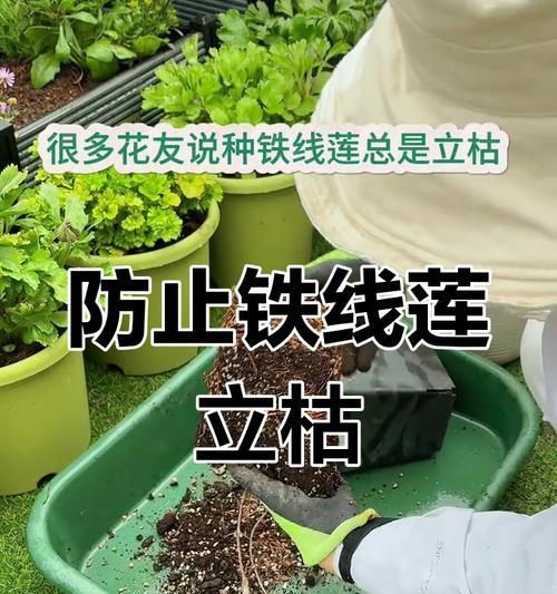 铁线莲底部叶子干枯是什么原因？如何解决？