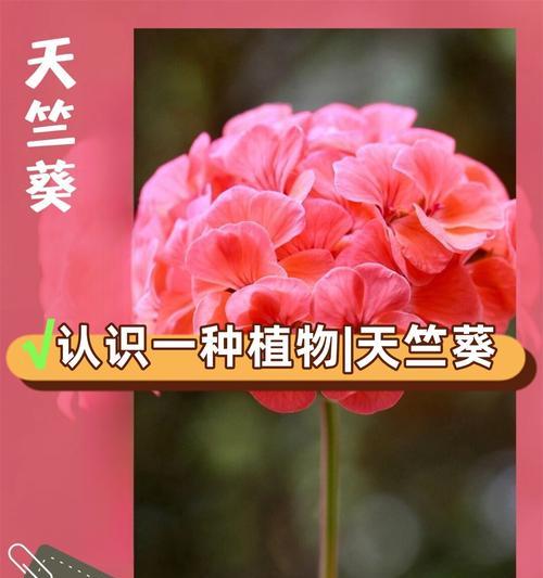 天竺葵粉色大苗的正确养殖方法是什么？