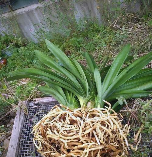 君子兰不生侧芽的原因是什么？如何解决？