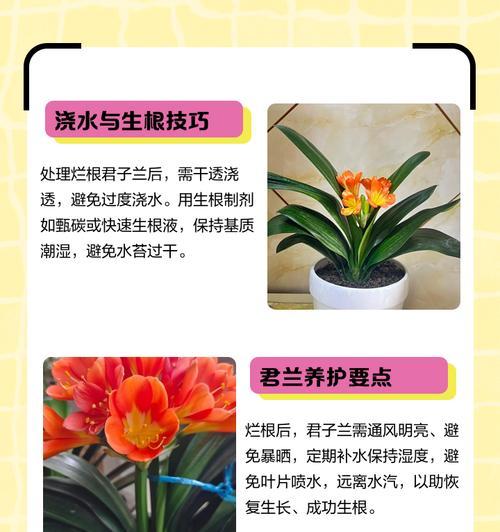 君子兰不生侧芽的原因是什么？如何解决？