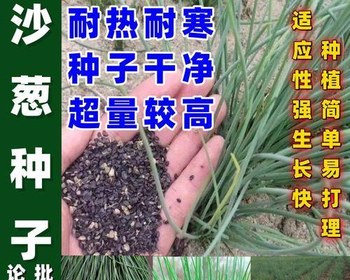 沙葱播种时间？播种方法有哪些？