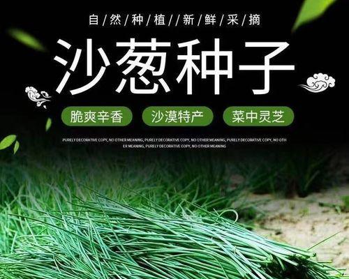 沙葱播种时间？播种方法有哪些？