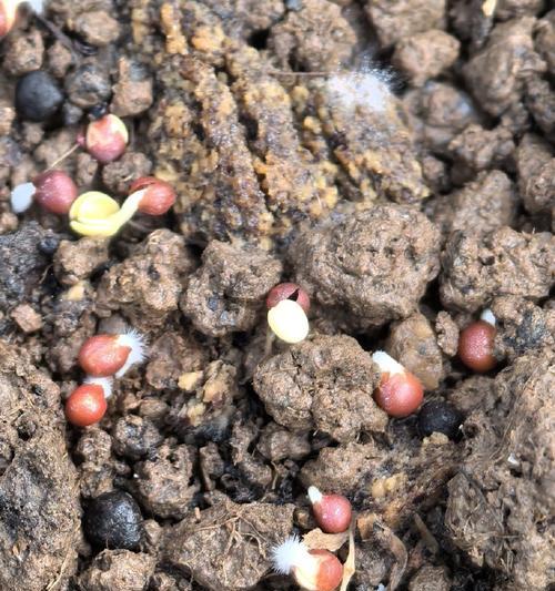白芷浇水的最佳技巧和方法是什么？
