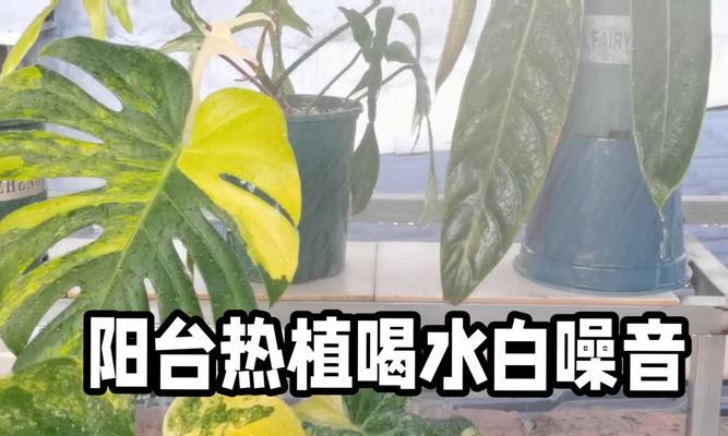 白芷浇水的最佳技巧和方法是什么？