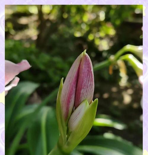 朱顶红鳞片发白是什么原因？如何处理？