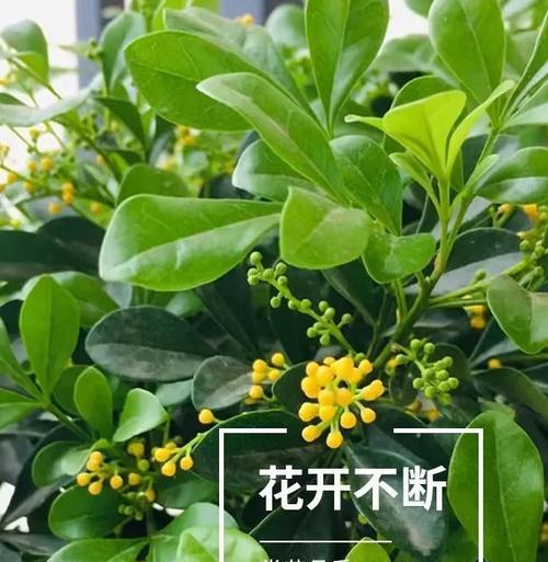 米兰顶部叶子发黄的解决方法是什么？