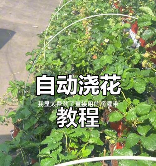 滴灌带施肥技巧和方法有哪些？滴灌施肥的最佳实践是什么？