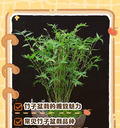 如何制作美观的桌面小盆景竹子？