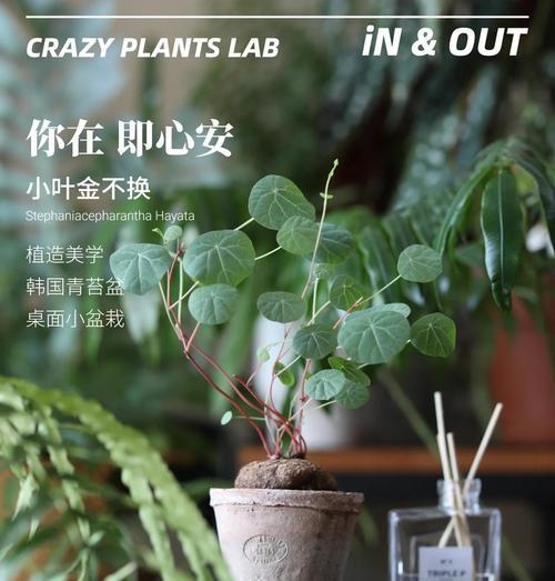 水培圆形盆景的养护方法是什么？