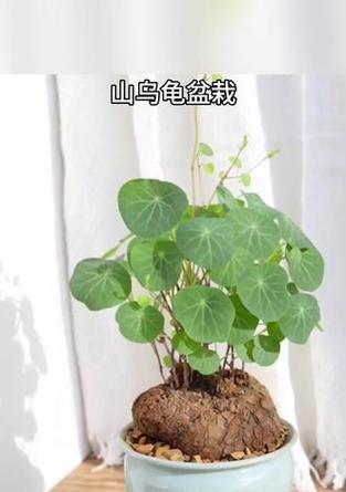 水培圆形盆景的养护方法是什么？