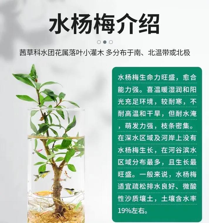水培圆形盆景的养护方法是什么？