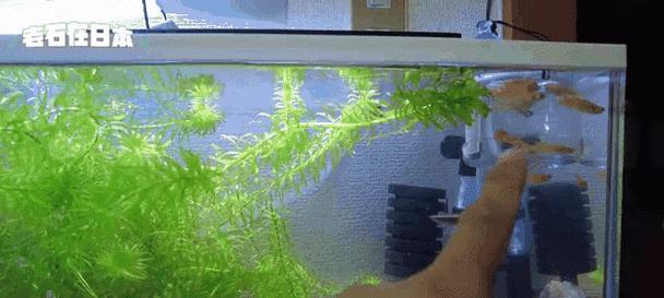 哪些水生植物容易爆缸？如何避免这种情况发生？