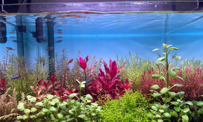 哪些水生植物容易爆缸？如何避免这种情况发生？