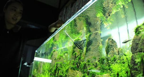 哪些水生植物容易爆缸？如何避免这种情况发生？
