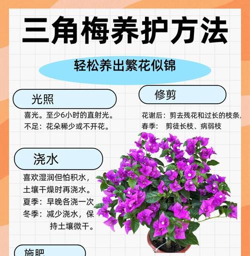 油桶种植三角梅的方法和注意事项是什么？