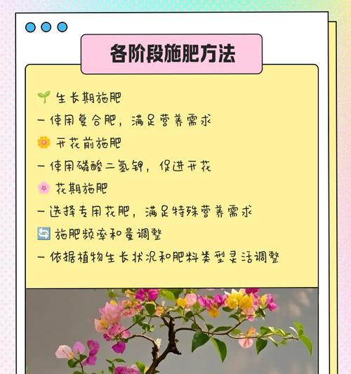 油桶种植三角梅的方法和注意事项是什么？