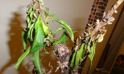 白芙蓉花叶子发黄的补救措施是什么？
