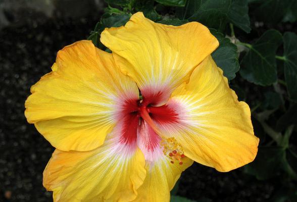 白芙蓉花叶子发黄的补救措施是什么？