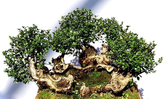 给小叶赤楠浇水的正确方法是什么？浇水对小叶赤楠的生长有什么影响？