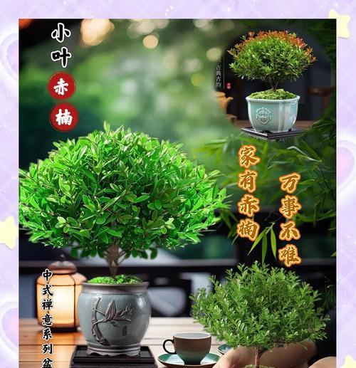 给小叶赤楠浇水的正确方法是什么？浇水对小叶赤楠的生长有什么影响？