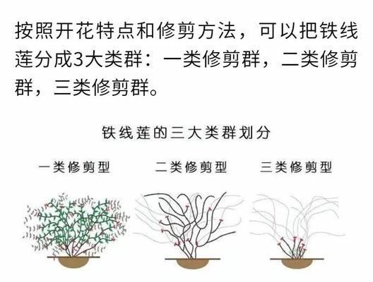 如何养壮铁线莲？有哪些技巧？