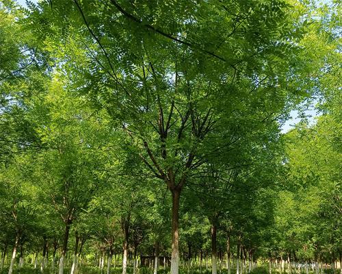 植物断根栽培技术的种类是什么？