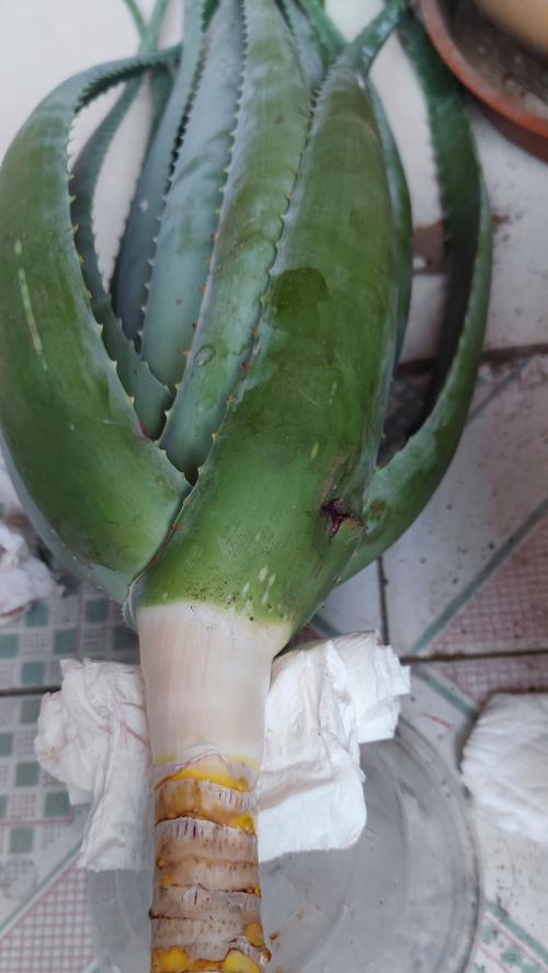 植物断根栽培技术的种类是什么？
