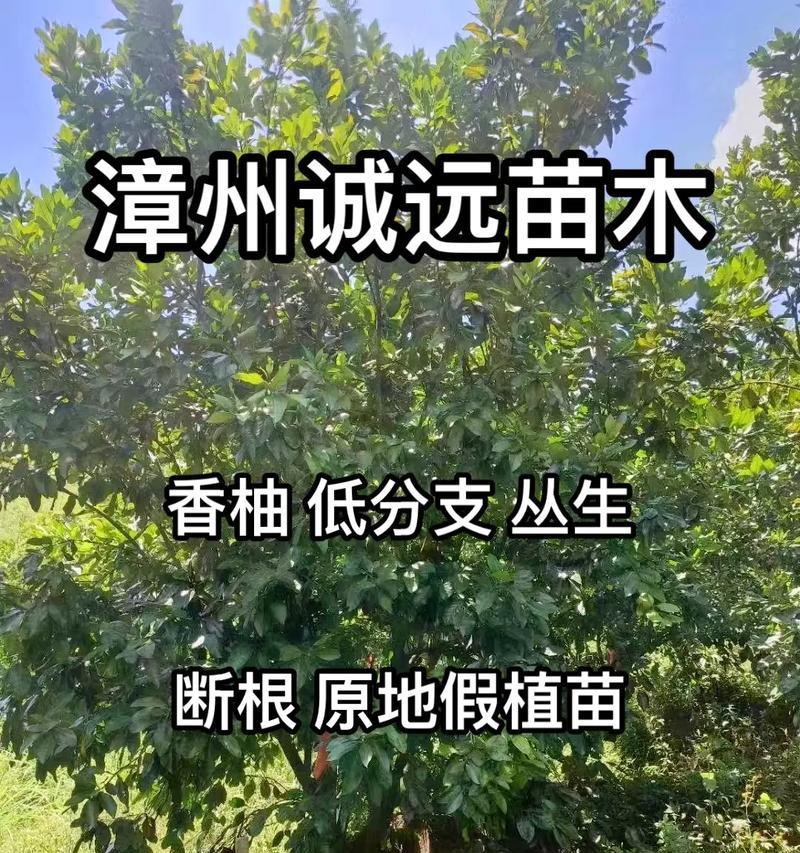 植物断根栽培技术的种类是什么？