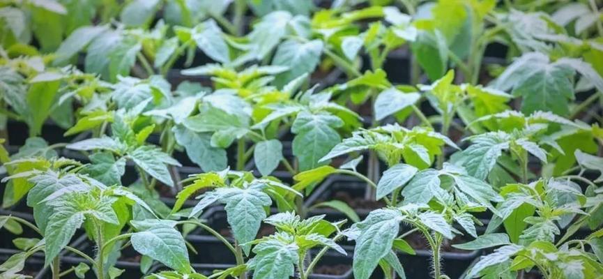 回城旁边适合播种哪些植物？如何选择合适的种子？